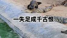 #鳄珍 #鳄鱼养殖场 #ll 太呆了，这个鳄鱼太呆了