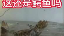 还有这么可爱的鳄鱼嘛