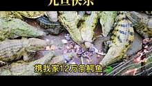 携十二万条鳄鱼祝大家元旦快乐，万事顺顺利利，吉祥安康#你好2022 #鳄鱼养殖场 #鳄鱼
