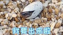 小盖盖出壳啦，喜欢吗超努力的，耗时6小时#爬宠 #养爬姑娘 #盖勾亚守宫 #萌宠 #蜥蜴 #守宫出壳