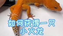如何快速获得一只小火龙#蜥蜴 #爬宠 #养爬姑娘 #万物皆可打打气 #豹纹守宫 #萌宠