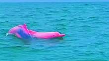 海外惊喜发现粉色的海豚...
#粉色海豚 #海豚 #动物 #神奇动物在抖音 