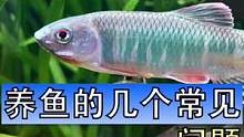 几个养鱼过程中经常被问到的几个问题，大家一起讨论下，还有哪些高频问题有待解答#宽鳍鱲 #空气细化器