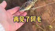 虽然有万般不舍最终还是决定把它归还给大自然…………#小鳄鱼 #大自然 #宠物