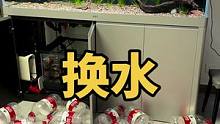 给巴卡缸换水，期待我的大巴痊愈！#养鱼日记 #巴卡雷龙 #水族 #雷龙鱼