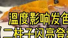 #豹纹守宫 #爬宠日常 #家有爬宠 #奇妙的动物 温度影响发色（二柱子闪亮登场）#守宫 #爬宠
