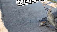 鳄鱼过的太难了…#鳄珍 #鳄鱼养殖场 #泰国旅游 