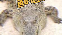 #鳄鱼皮具 #鳄珍鳄鱼 #吉吉 #鳄鱼 小鳄鱼与大鳄鱼的区别