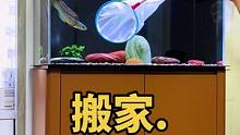 给小巴卡换大房子了，这个缸准备迎接下一个房客。#养鱼日记 #水族 #雷龙鱼