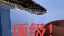 顶级雷龙  黑鱼棒子#雷龙鱼 #养鱼日记 #神奇动物在抖音 #水族 #原生鱼
