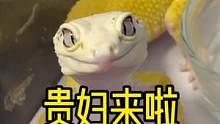 #爬宠日常 来看看贵妇#守宫 #家有爬宠 #奇妙的动物 #豹纹守宫 #可爱