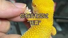 你的守宫有没有长“钙囊”#豹纹守宫 #爬宠日常 #守宫 #家有爬宠 #蜥蜴