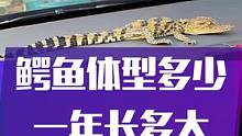 #创作灵感 #爬宠 #水族 #宠物龟 #鳄鱼苗 #合法养殖 小鳄鱼能长多大？自己养一只可不可以，一年