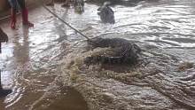 鳄鱼的死亡翻滚太给力了…#鳄鱼养殖场