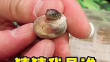 #爬宠 #爬圈 #蜥蜴 记录爬圈2021年第一条新生命的诞生  你知道它是什么蜥蜴吗？