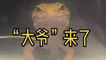 #豹纹守宫 “大爷”来了#家有爬宠 #奇妙的动物 #守宫 #爬行动物 #神奇动物在抖音 #爬宠日常