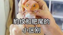 豹纹和肥尾的小区别#豹纹守宫 #爬宠日常 #守宫 #家有爬宠 #爬宠 #肥尾守宫