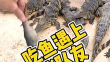 #鳄珍鳄鱼 #鳄鱼养殖基地 #鳄鱼皮具 #JJ 吃鱼遇上猪队友？
