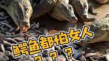 #鳄鱼 #鳄鱼养殖场 #鳄珍鳄鱼 #鳄鱼皮具 #JJ 鳄鱼都怕的女人？？