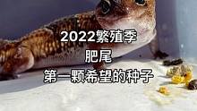 #你好2022 2022繁殖季肥尾的第一颗希望的种子#家有爬宠 #守宫 #豹纹守宫 #爬宠日常 #爬