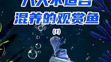 观赏鱼家族千千万，你都晓得那些鱼儿是不能一起饲养的呢？#斗鱼 #罗汉鱼 #水族 #观赏鱼 #排行榜 