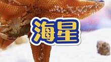 #海缸 #海星 #海洋生物 海星捕食鱼和螃蟹