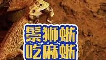 #鬃狮蜥 #蜥蜴 #爬宠 给它找个伴它居然吞了…我已经很努力在搞笑了，麻烦你们笑一下