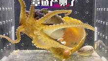 章鱼产卵了，我要让它孵化出章鱼宝宝来