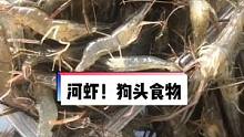 河虾，狗头鱼必备的食物#斑马狗头 #河虾