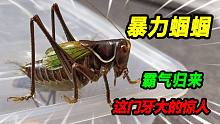 带回两只不属于这个季节的生物，暴力蝈蝈强势归来，这大门牙惊人