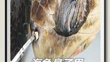 好惨！海龟的鼻子里，有根10cm长的东西！ #野生动物 #海龟 #保护环境