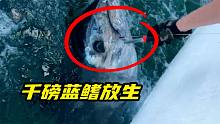 千磅蓝鳍为何放生？放生蓝鳍，国外老铁喊666！