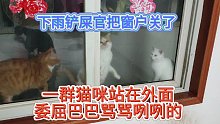 下雨铲屎官把窗户关了，一群猫咪站在外面委屈巴巴骂骂咧咧地