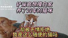 铲屎官想摸自家养了四年的猫咪却被无情拒绝，我是这么随便的猫吗