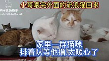 小哥喂完外面的流浪猫回来，家里一群猫咪排着队等他撸，太暖心了