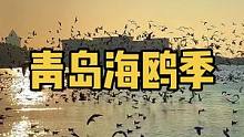 今天是周末，你去不去栈桥看海鸥？