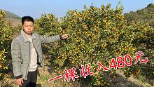花高价买的果树就是不一样，每年结果都很惊人，一棵能收入480元