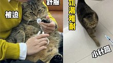 【肥弟】小猫咪前一秒还因为剪指甲跟我摆臭脸，后一秒就因为这围着我团团转