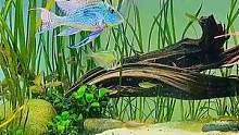 亚马逊清水河流域中的舞者 #南美缸 #水草缸 #原生缸 #观赏鱼 #养鱼日记 #草缸 #南美缸造景 