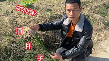 农村这种野菜拿来炒腊肉非常香，有钱也难买到，看看你家乡有吗？