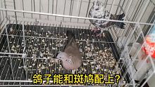 斑鸠能和鸽子配对？这公鸽子太没用了，竟然躲在角落瑟瑟发抖！