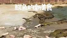 今天给鳄鱼整点新美食#鳄珍鳄鱼园 #鳄珍皮具 #xw 