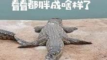 鳄鱼池中的鳄胖子#鳄珍鳄鱼园 #鳄珍皮具 #xw
