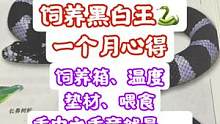 #黑白王蛇 #潘大庆的爬宠日记 咱说是真聪明，看看我这一个月学习到了什么！