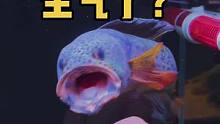 这就生气了？#雷龙鱼 #水族 #巴卡雷龙 #养鱼日记
