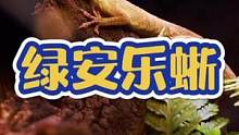 穷逼玩的绿安乐蜥，刚到家就失踪了一只……#爬宠 #蜥蜴 #安乐蜥 