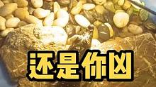 还是小尼罗凶残#宠物龟 #家有爬宠 #爬宠 #异宠 #水族 #创作灵感 #尼罗鳄 #小尼罗 