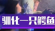 驯化一只小鳄鱼其实很简单，无非就是每天多盘一盘  #爬宠 #鳄鱼苗 #鳄鱼养殖场 #动物 #家有爬宠