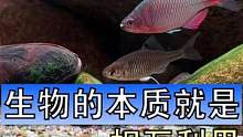 生命的本质就是互相利用啊，鳑鲏跟河蚌也不知道是谁先发现，繁殖这件事还能这样搞的#原生缸 #鳑鲏繁殖