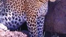 #野生动物零距离 #动物世界 #动物 #豹子 #热门 #万物皆有灵性 